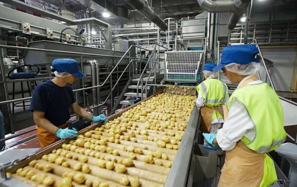 На Брянщине в картофельную фабрику инвестировано 250 млн рублей