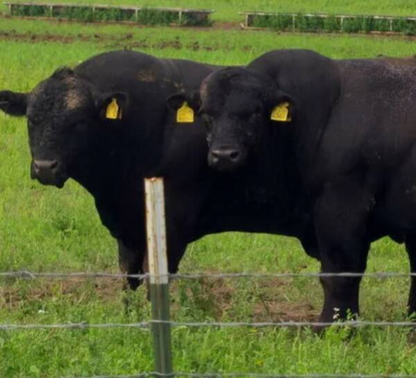 Масштабные животноводческие проекты реализуются на Брянщине