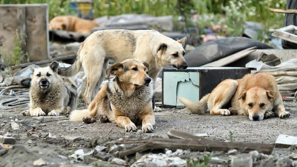 На отлов и временное содержание бездомных собак брянские власти выделят более 6 млн рублей