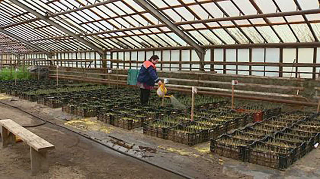 В теплицах Брянского Зелёного хозяйства посеяли разнообразные семена цветов