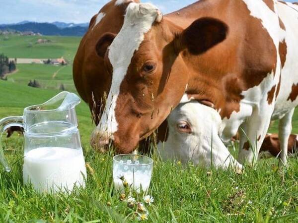 Надои молока на Брянщине увеличились