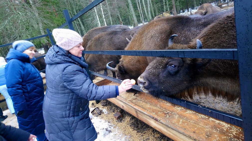 Первые экскурсии к зубрам в новом году в заповеднике «Брянский лес» состоялись