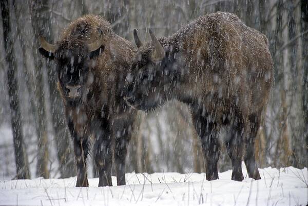 Численность зубров в заповеднике «Брянский лес» более 100