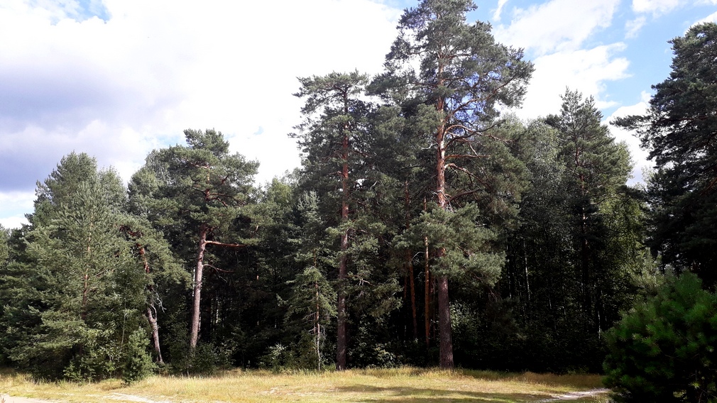 В Брянской области благоустроят пригородные леса