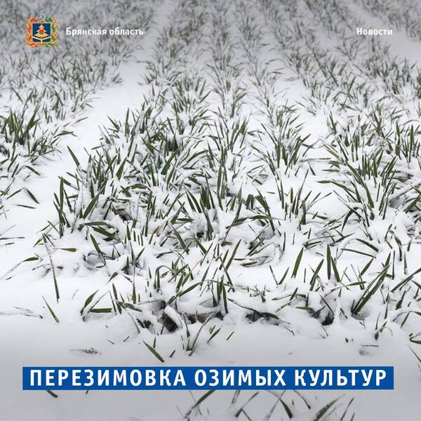 На Брянщине площадь посевов озимого рапса увеличили вдвое