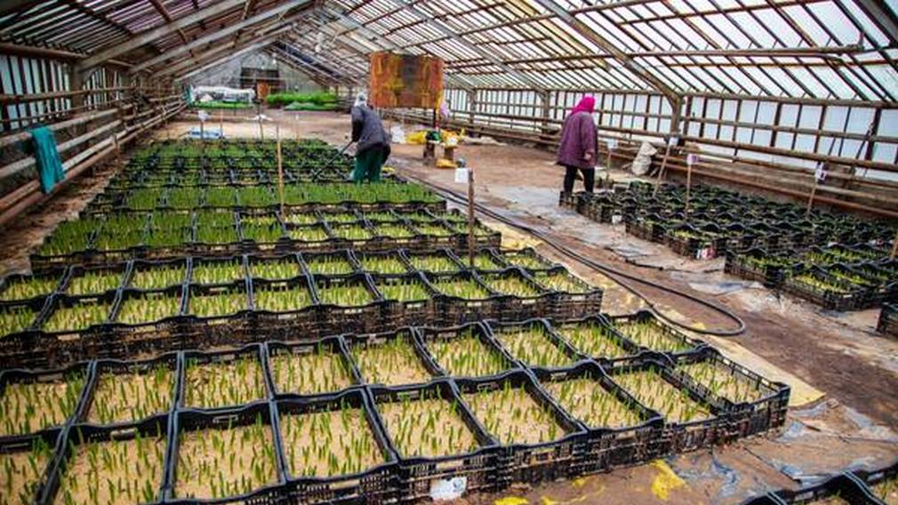 В брянских теплицах созрели первые тюльпаны