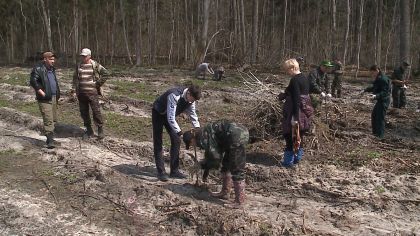 Брянской области на реализацию нацпроекта «Сохранение лесов» выделено более 60 млн рублей