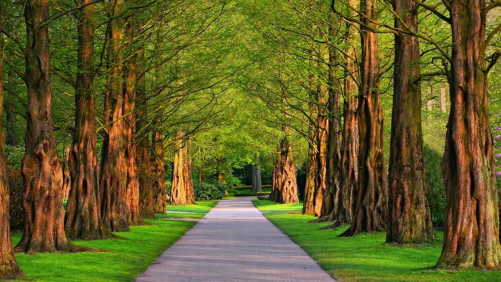 На Брянщине до конца года благоустроят 19 общественных 124 дворовые территории