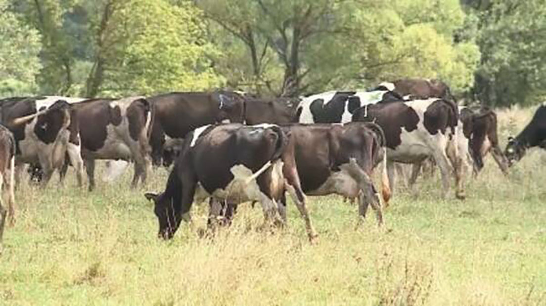 Объем экспорта брянских сельхозпроизводителей достиг почти $140 млн