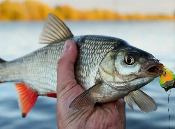Жителей Брянской области пригласили на чемпионат по рыбной ловле