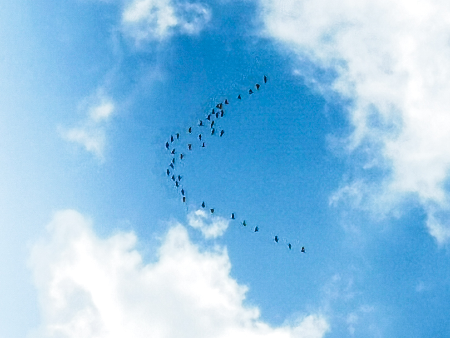 В Брянск стая диких гусей «принесла» долгожданную весну