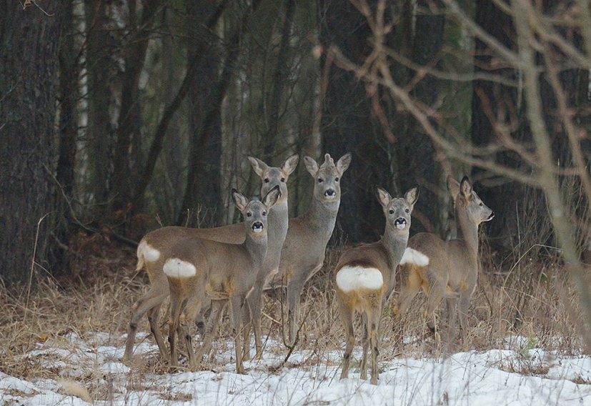 В « Брянском лесу» подвели итоги зимнего маршрута учета зверей