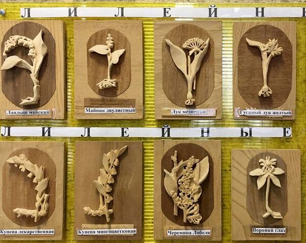 В Брянске выставлена ботаническая коллекция растений из дерева