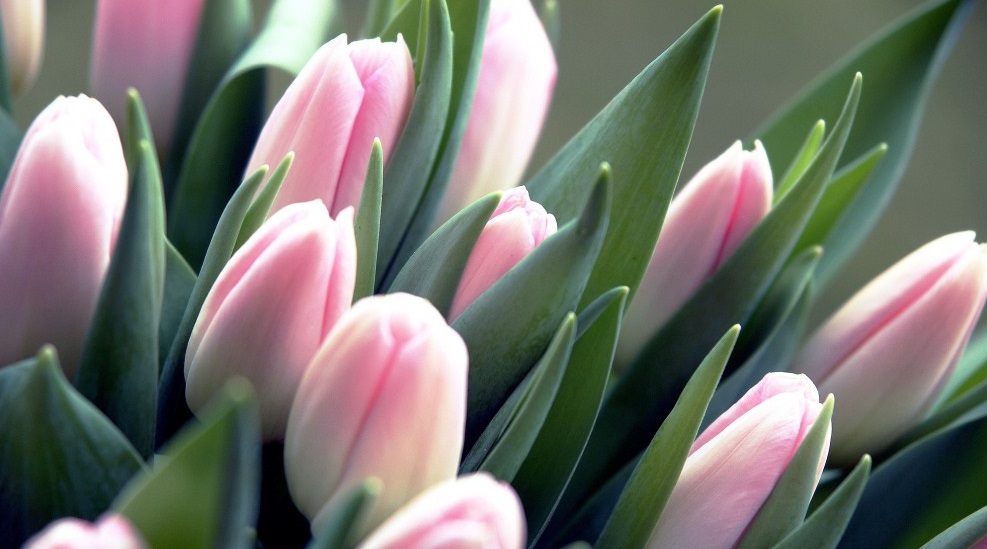 Брянское тепличное хозяйстсво к 8 марта вырастило 19 тысяч тюльпанов