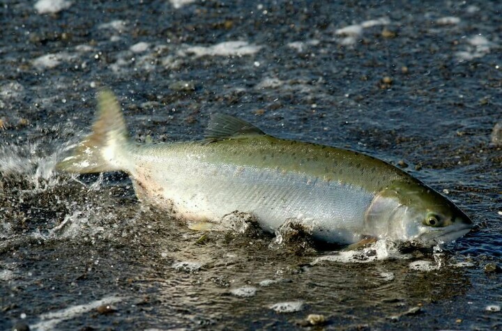 Нерестовый период на водных объектах