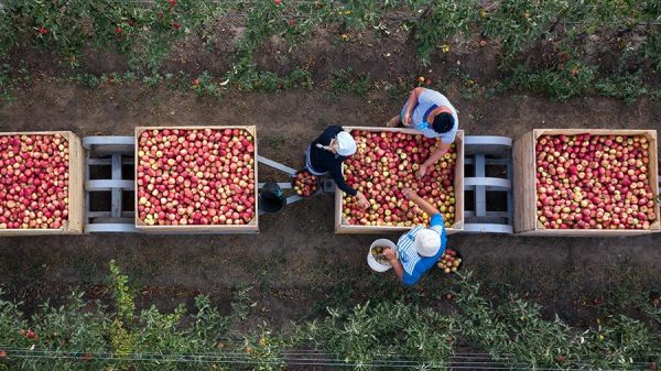 Весомый результат: как агропром вытянет страну из коронакризиса
