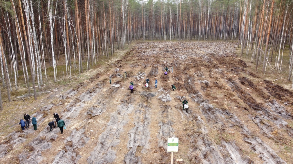 Суземское лесничество приняло участие в акции «Сад памяти»