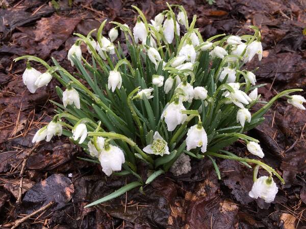 На Первом канале показали сюжет о подснежниках Брянского ботанического сада