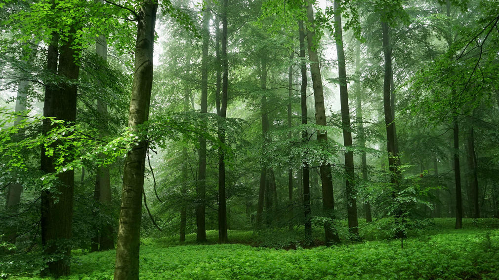 Программа по благоустройству пригородных лесов утверждена