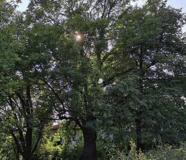 Брянский «Ясень-великан» может стать деревом года России