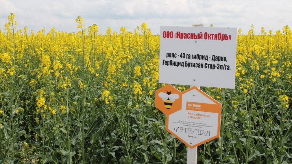 В Брянской области валовый сбор рапса увеличат в 2 раза