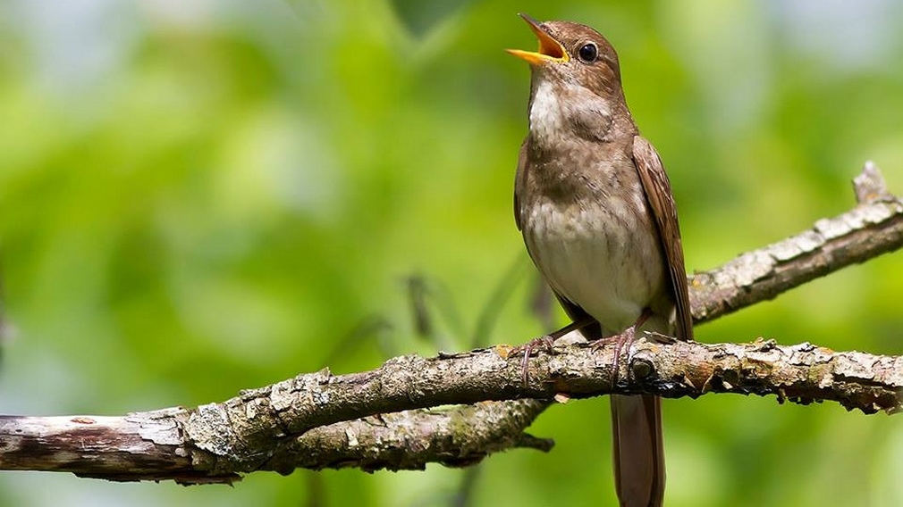 На Брянщине объявлена акция «Соловьиные вечера»