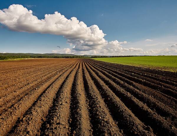 В Брянской области возвращают в оборот брошенные сельхоз земли