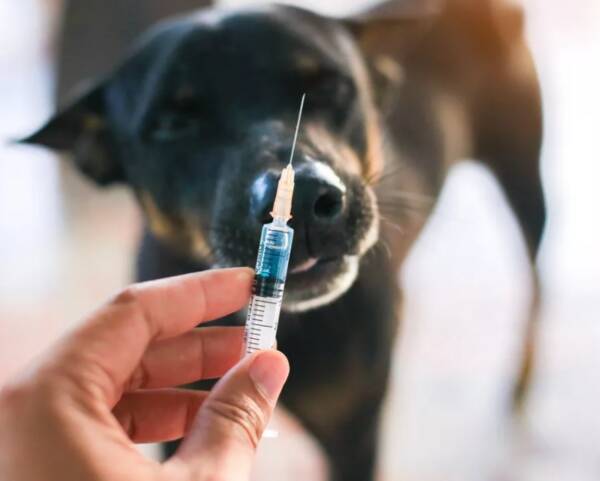 В Брянскую область доставили 300 доз вакцины от COVID-19 для животных