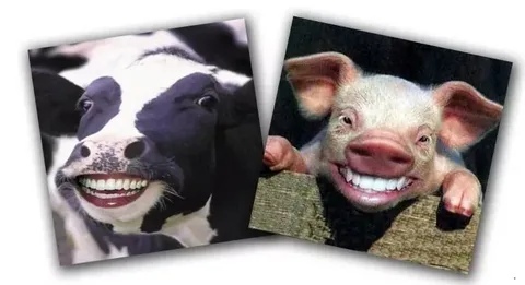 В Брянской области пресечен нелегальный ввоз более 400 кг готовой молочной и мясной продукции