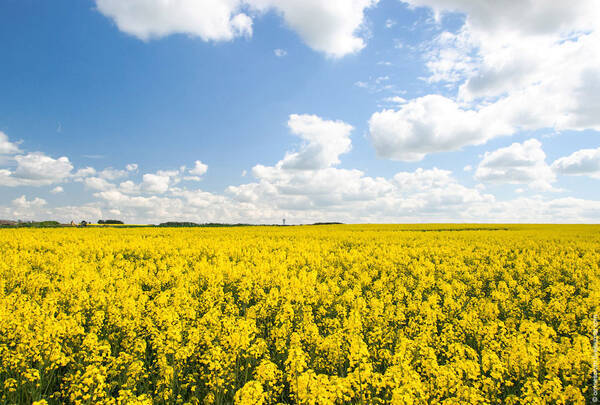 На Брянщине урожай рапса в этом году превысит прошлогодний в 2 раза