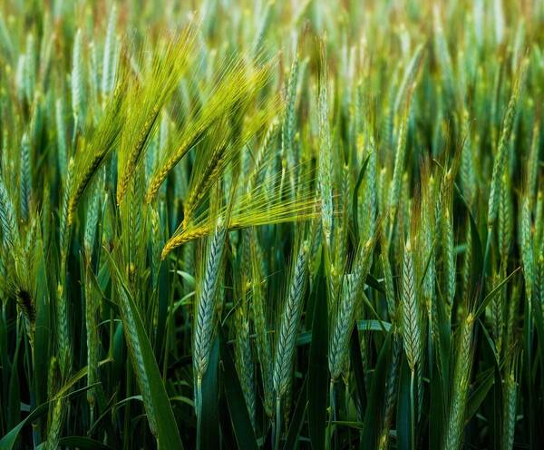 Белорусские селекционеры оценили успехи брянских аграриев