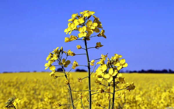 Брянские посевы рапса высоко оценили белорусские эксперты
