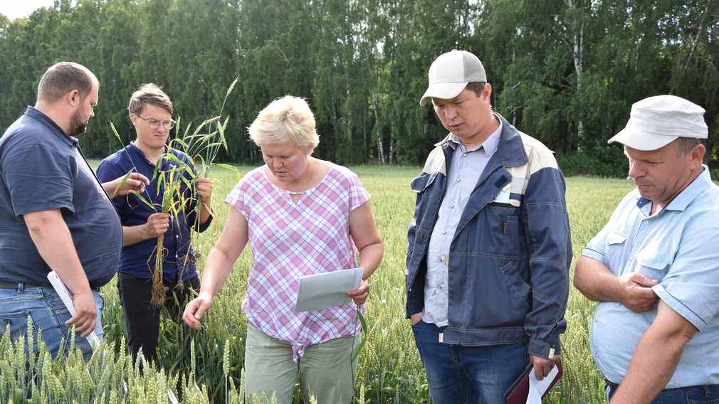 Белорусские специалисты оценили грамотную работу агрономов Мглинского района