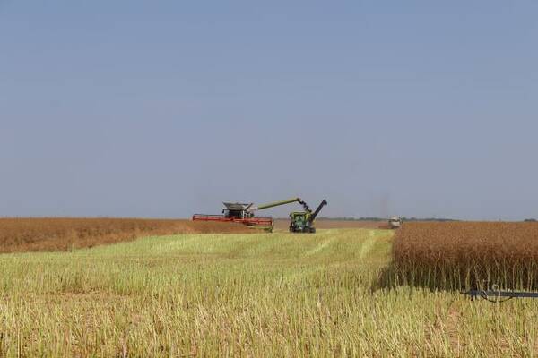 В Погарском районе состоялся областной семинар «Технология возделывания и уборки рапса»