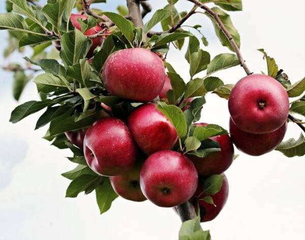 В Брянской области в этом году заложат 200 га плодовых садов