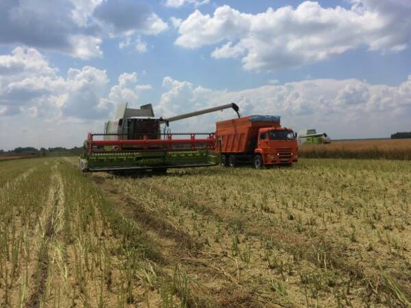 Уборка рапса началась в брянском Стародубе