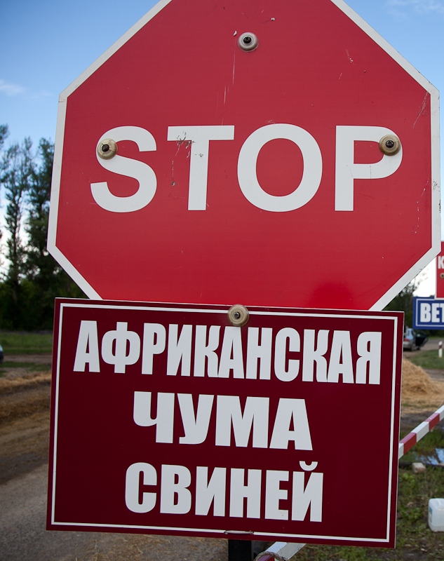 Африканская чума свиней