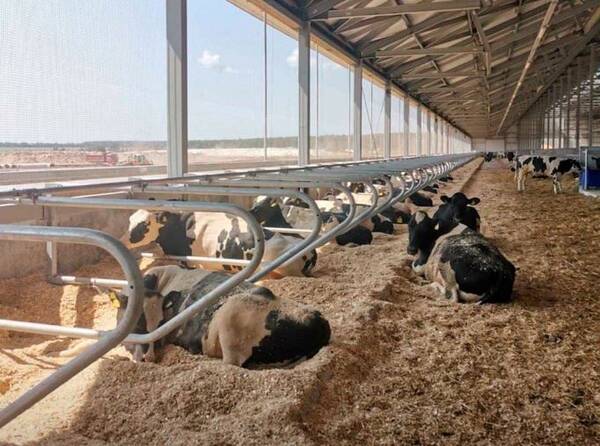 В Брянской области активно развивается молочное животноводство