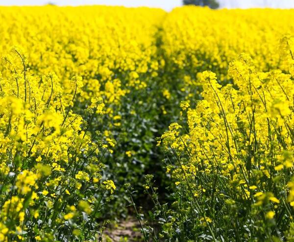 Брянщина вышла в лидеры по производству рапса