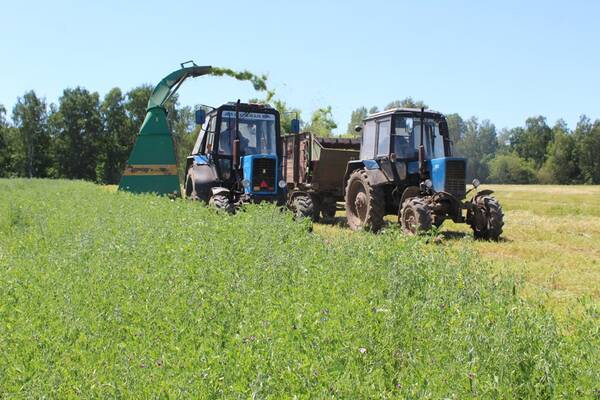 Комаричские сельхозпроизводители более 3 тысяч тонн сочных кормов заготовили