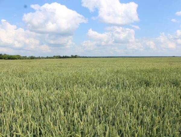 Стародубские аграрии  приступят к жатве