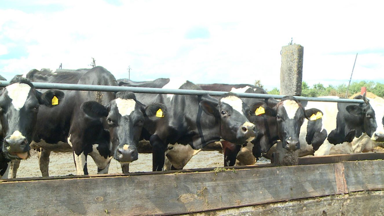 В Брянской области   развитию племенного скотоводства уделяют особое внимание