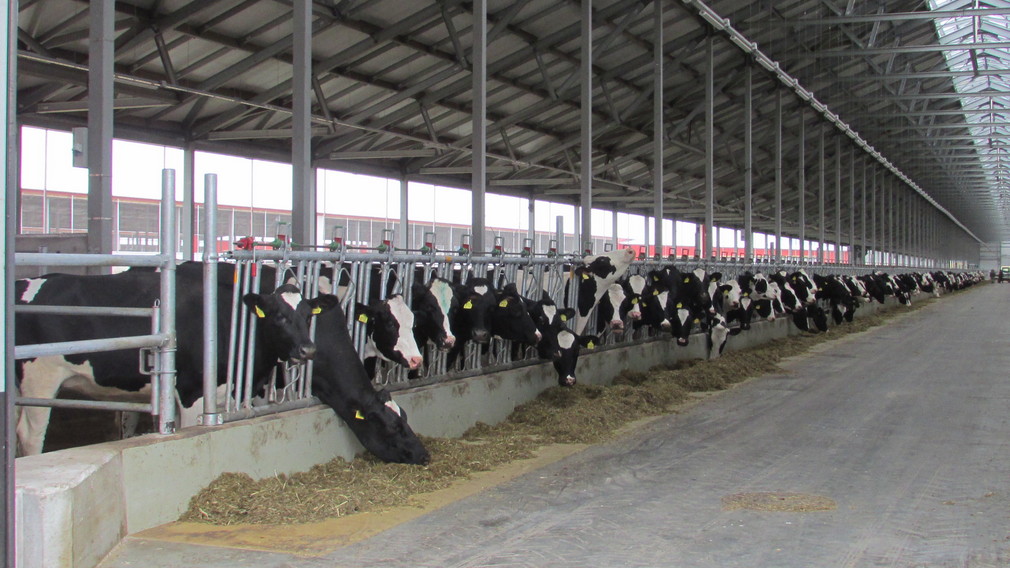 Инвестиции в животноводческий комплекс Брасовского района составят 3,3 млрд рублей