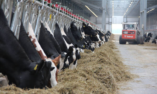 Брянская область на первом месте в ЦФО по поголовью крупного рогатого скота