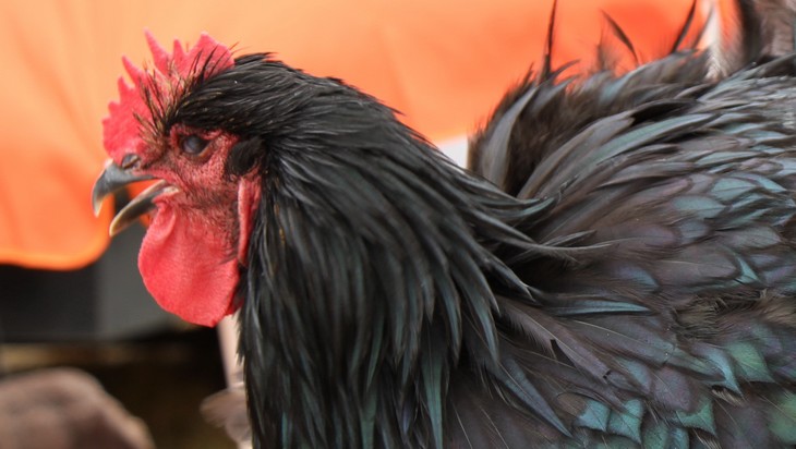 На Брянщине производственные площадки на 1,5 миллиона птиц построят за 2 млрд рублей