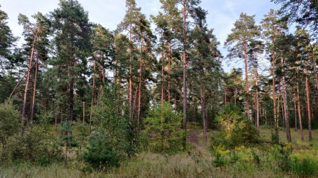 В Брянской области с 21 августа до 5 сентября введен запрет на посещение лесов