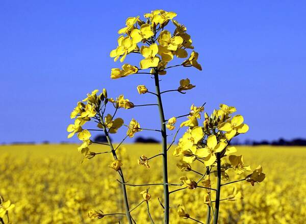 Вице-премьер отметила успехи Брянщины в выращивании рапса