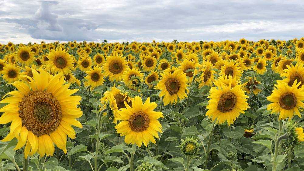 В 11 районах Брянщины  подсолнечник начали выращивать