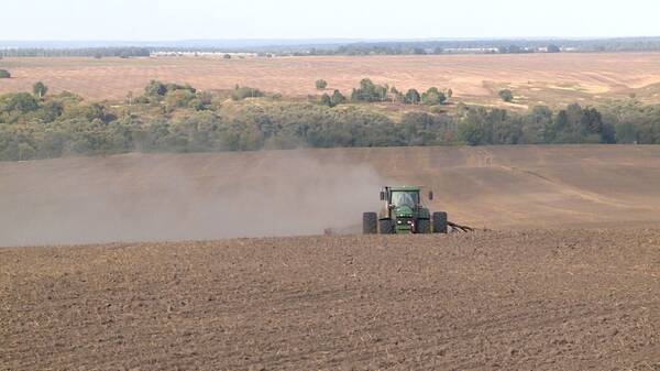 На Брянщине в этом году озимого рапса засеяли в 1,5 больше, чем в прошлом