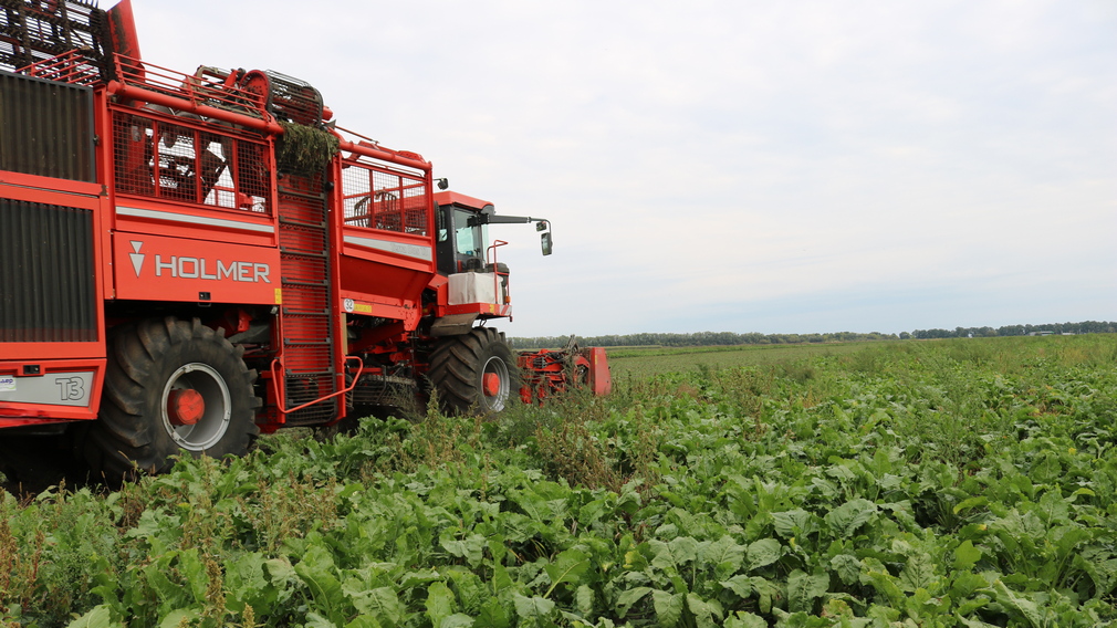 В Комаричах приступили к уборке сахарной свеклы